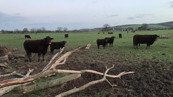 Devon Red cattle, near the Exe at Stoke Canon